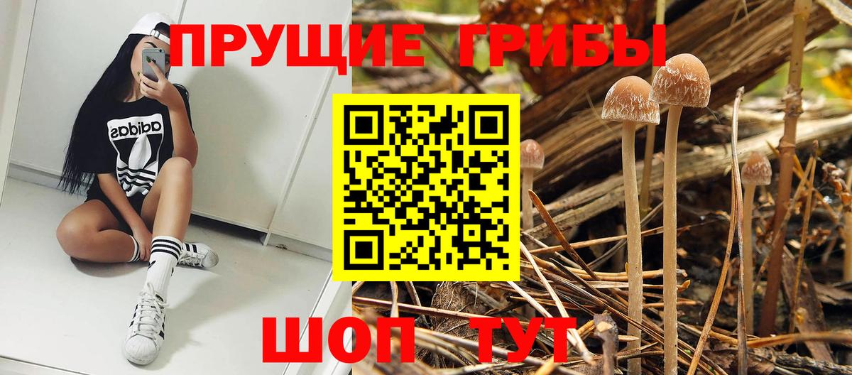 Псилоцибиновые грибы мицелий Корсаков